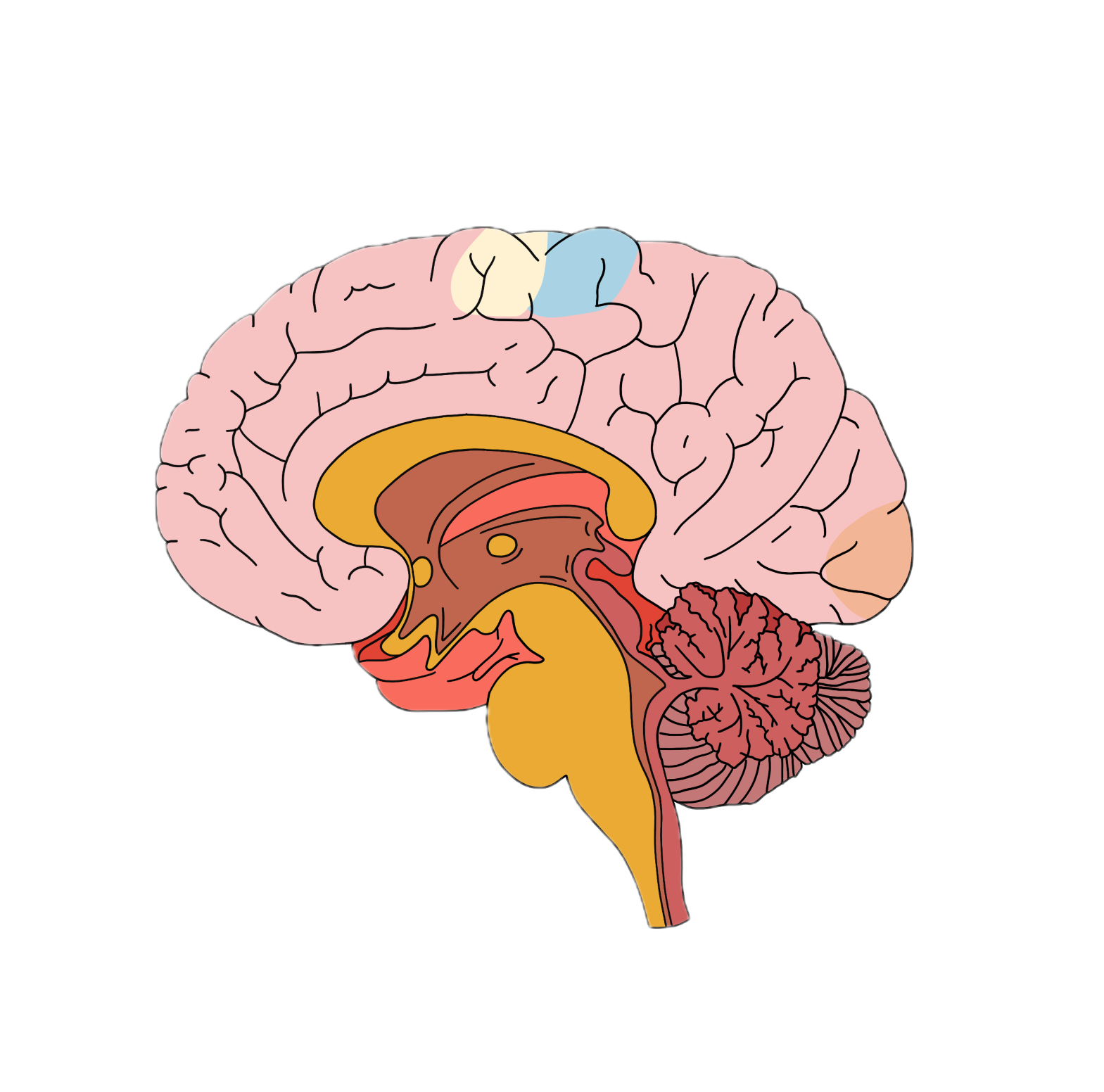 Ilustração anatômica medial do cérebro