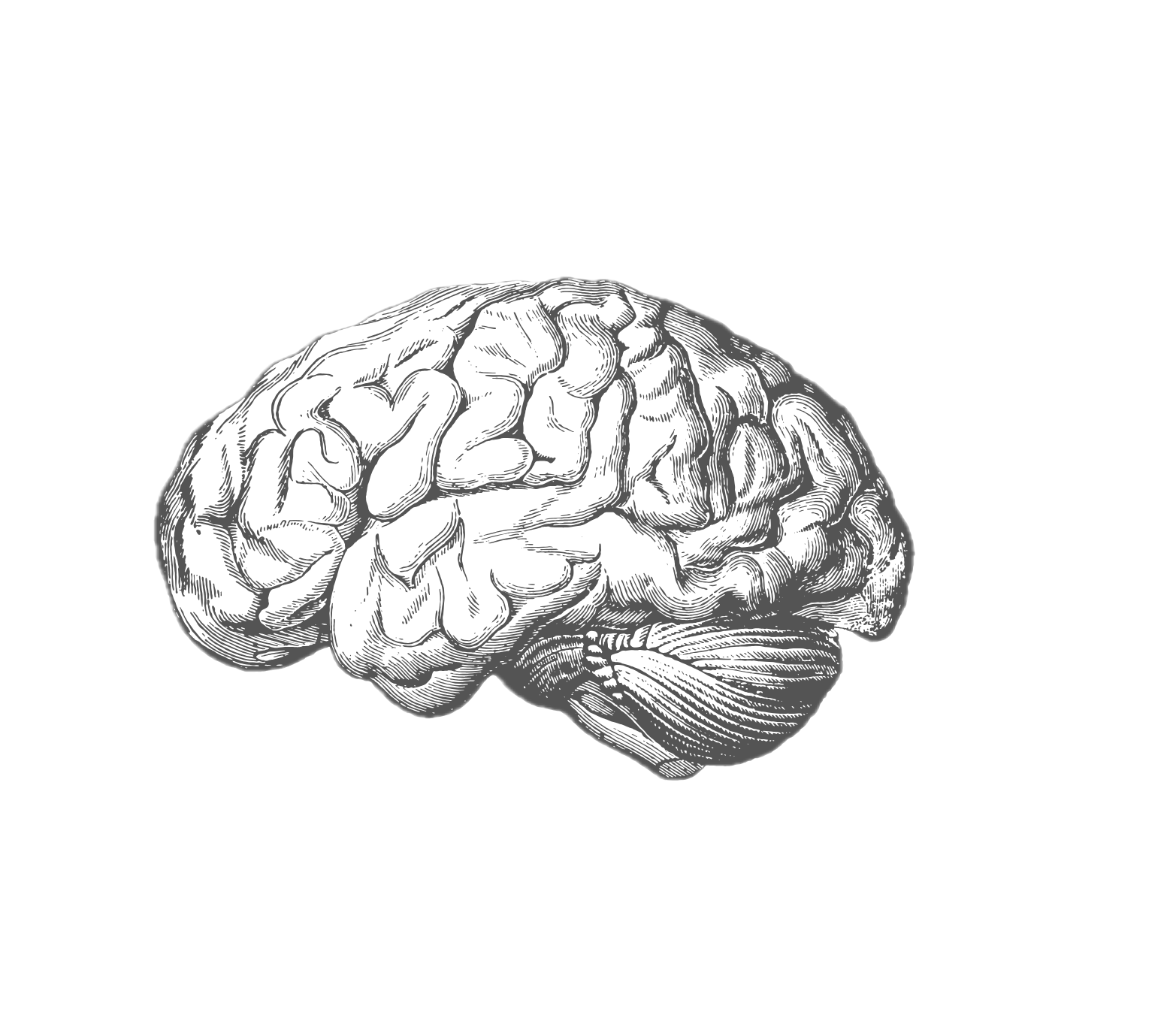 Ilustração anatômica lateral do cérebro