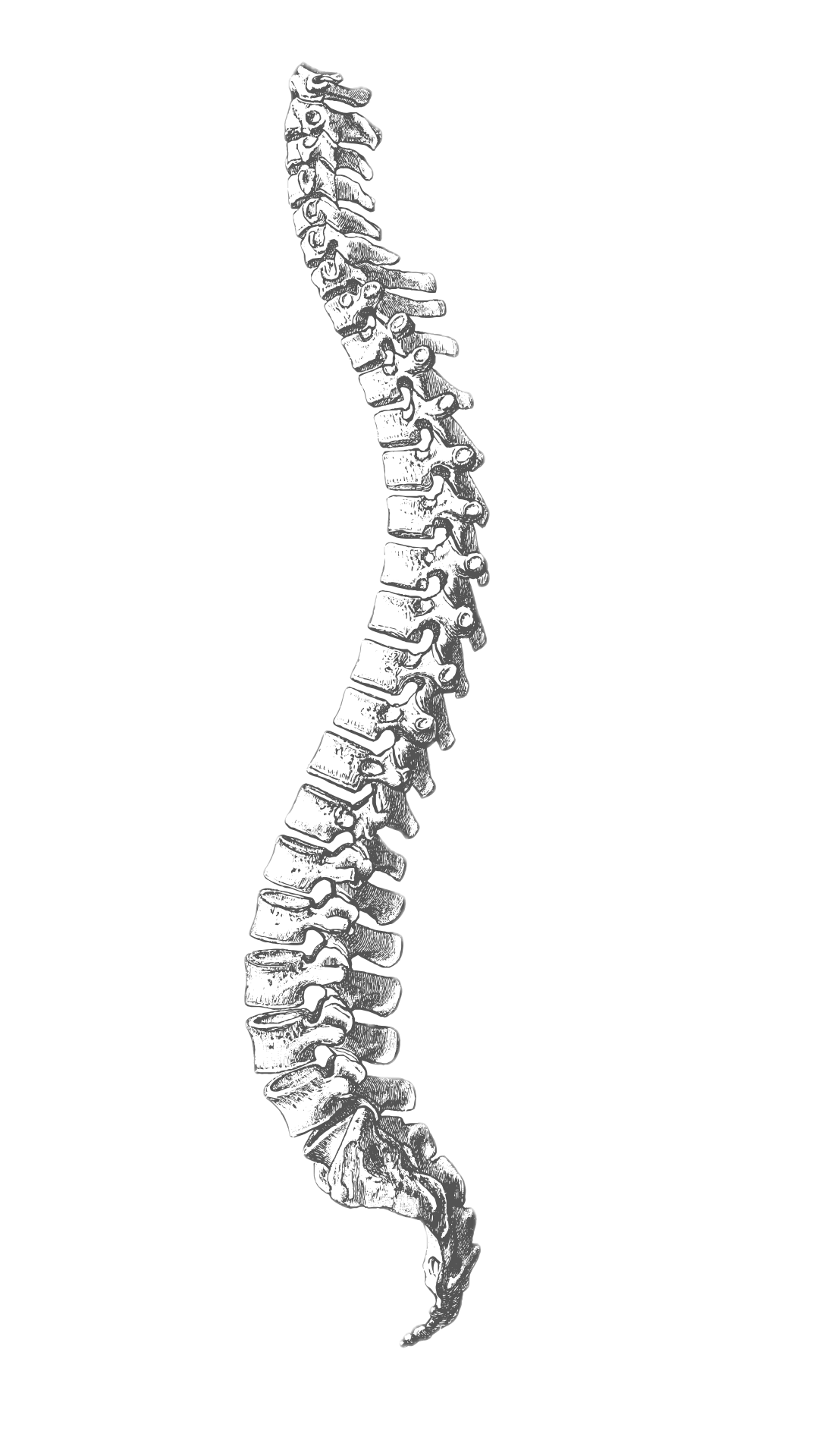 Ilustração anatômica lateral da coluna vertebral